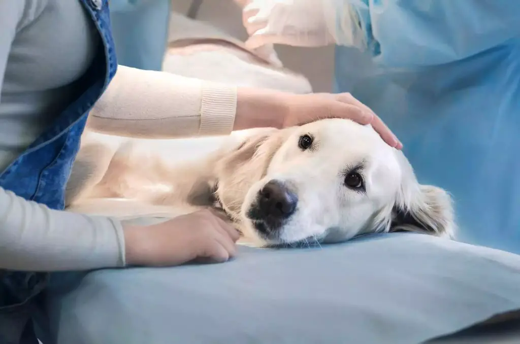 pet owner comforting dog before procedure