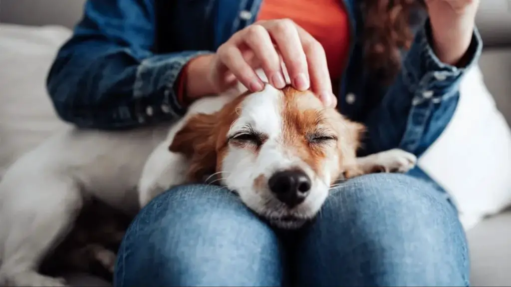 petting a dog reduces human stress levels 