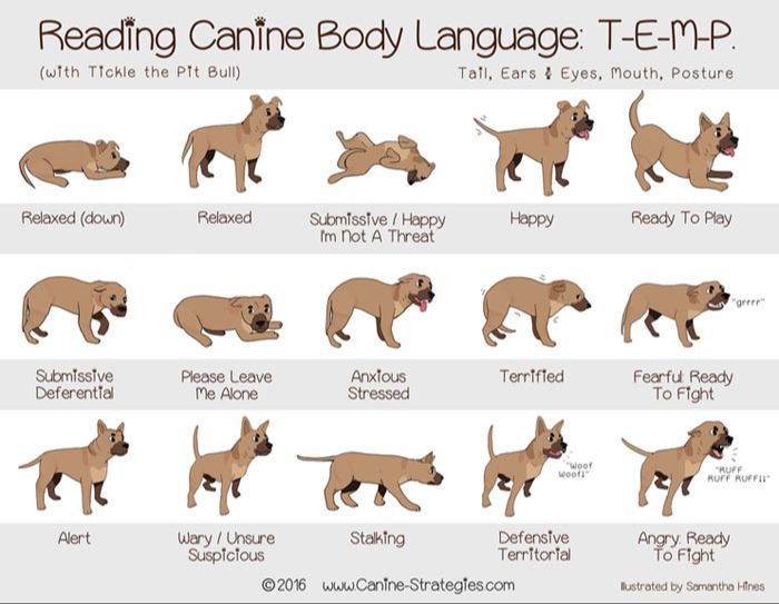 petting dogs and reading their body language