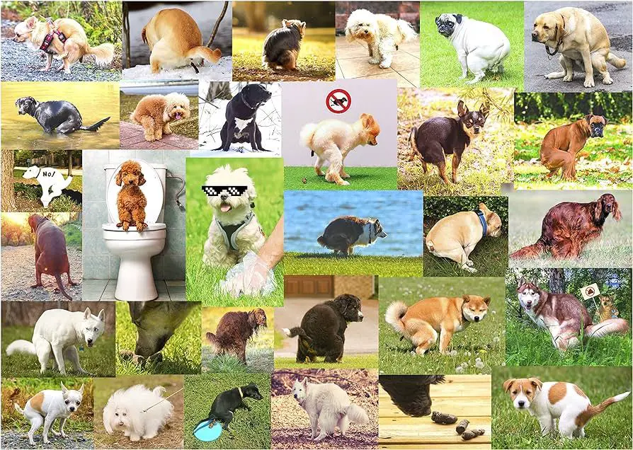 photo collage of dog poop