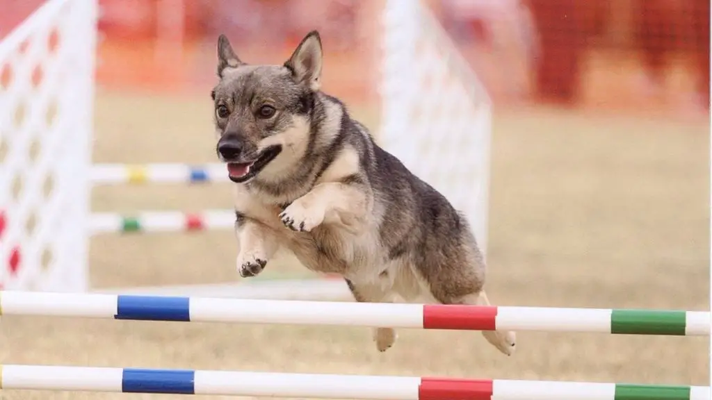 photo of dog using hind leg muscles to jump