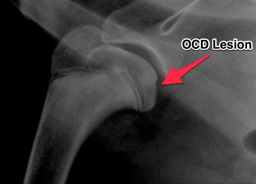 photo of young puppy with osteochondritis dissecans