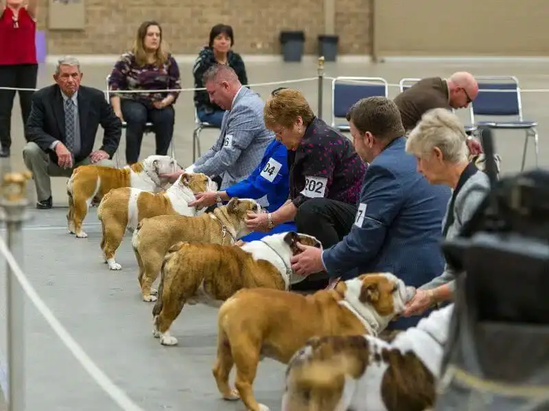 photos of purebred dogs being judged at a dog show