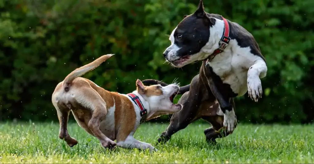 pit bulls have an extremely powerful bite force over 200 psi