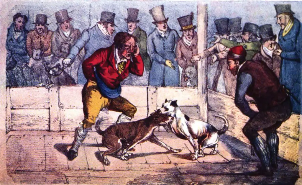 pitbull dogs in a fighting pit historically
