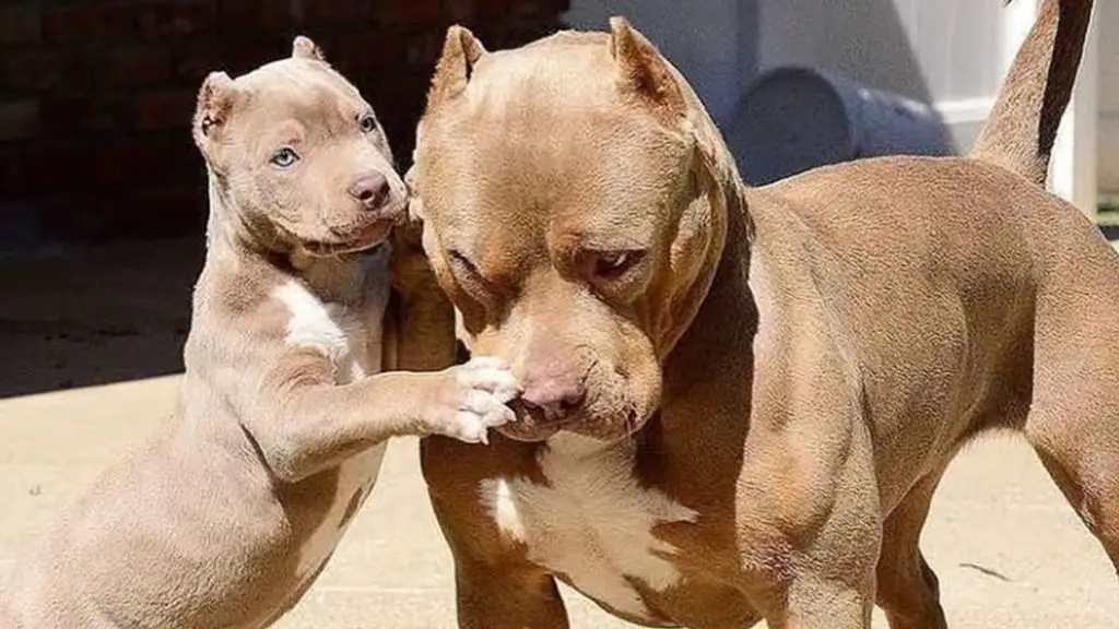 pitbull puppies playing together