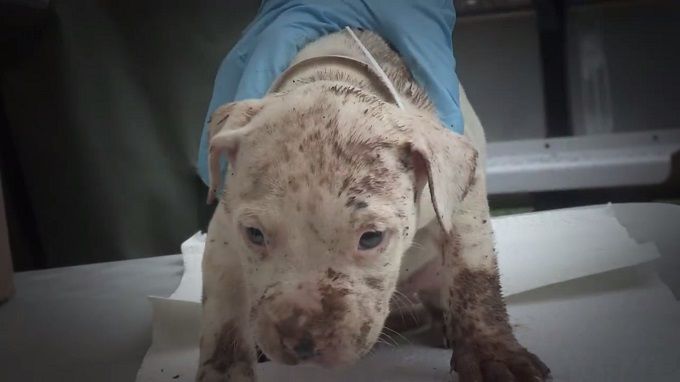 pitbull puppy rescued from a dogfighting operation