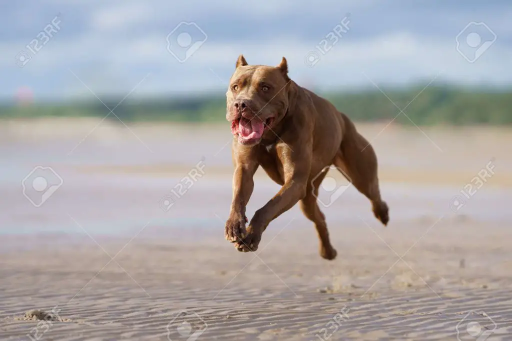 pitbull puppy running on the beach