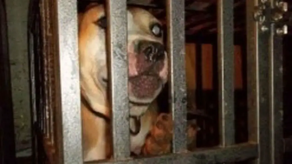 pitbulls forced to fight in an illegal dogfighting ring