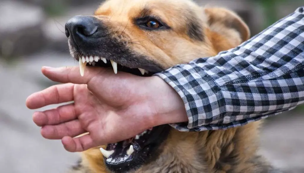 plaintiffs must prove the defendant's dog bit them and caused damages.