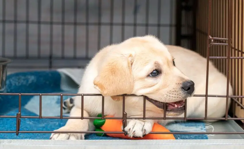 playing a game with a happy puppy inside its crate