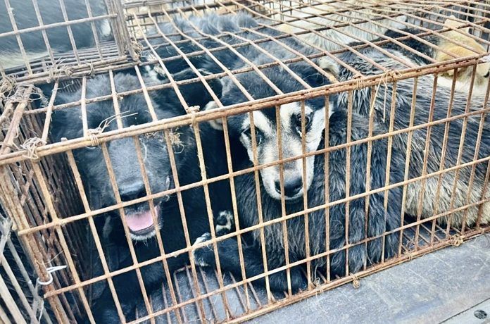 police crackdown on dog trucks entering yulin