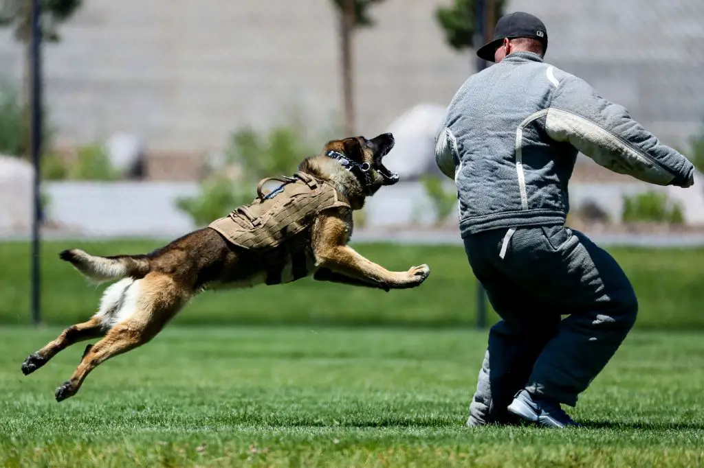 police dog bite training