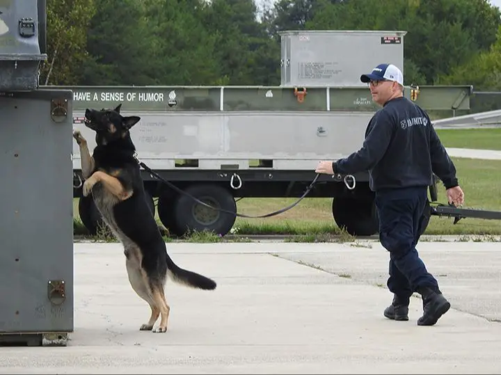 police dog in training exercise