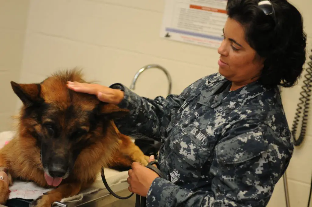 police dog receiving veterinary exam