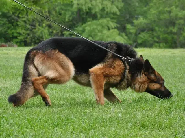 police dog tracking training
