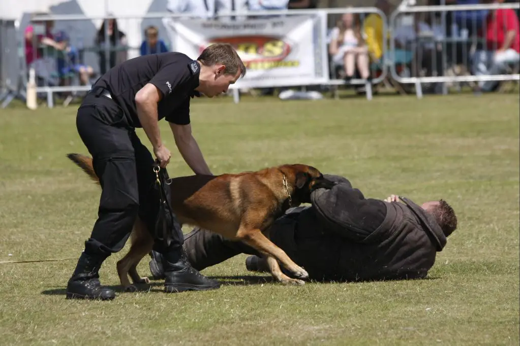 police dog undergoing temperament testing