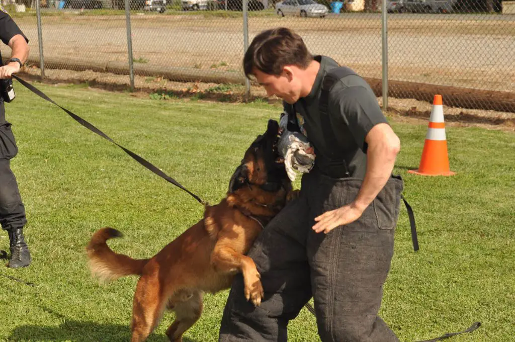 police k9 handler and police dog