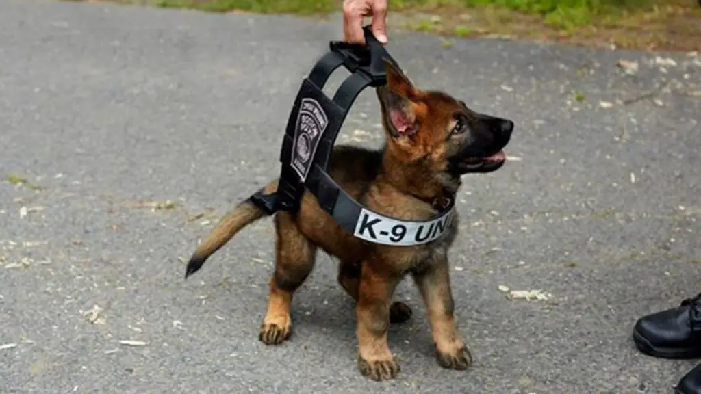 police officer with police dog puppy