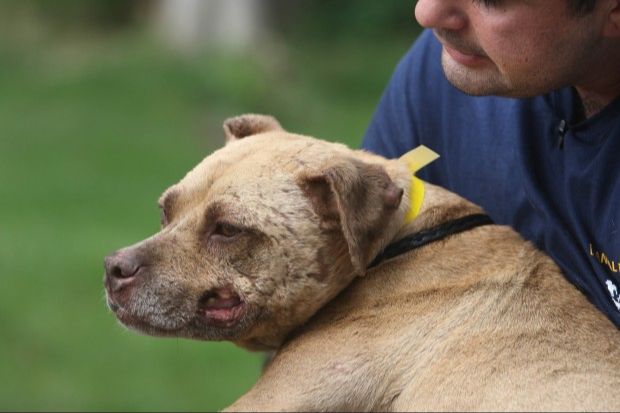 police officers raiding a dog fighting event and rescuing injured dogs from blood-spattered fighting pits