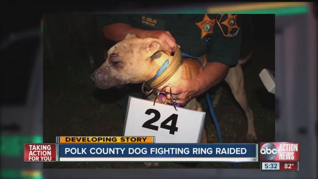 police officers raiding a dog fighting ring