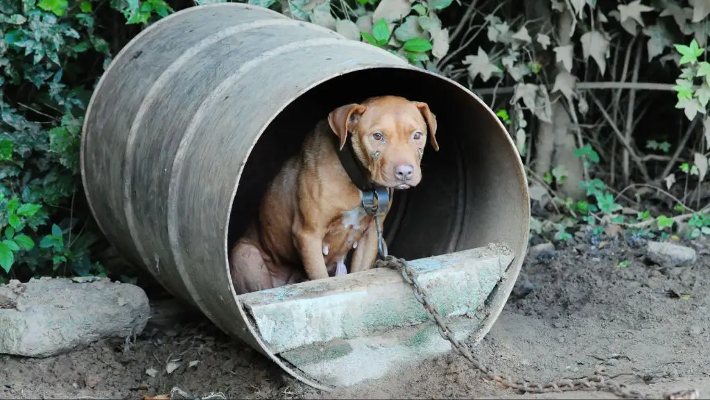 police raiding a dog fighting ring