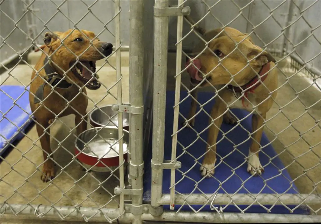 police raiding a property and rescuing dogs outside metal cages