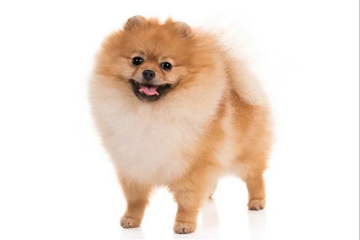 pomeranian breed overview