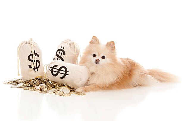 pomeranian dog standing on top of gold coins