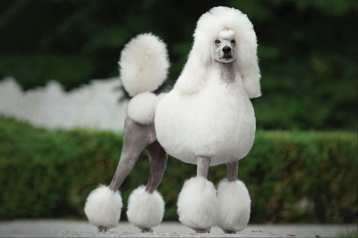 poodles are eager to please and have high trainability according to the akc