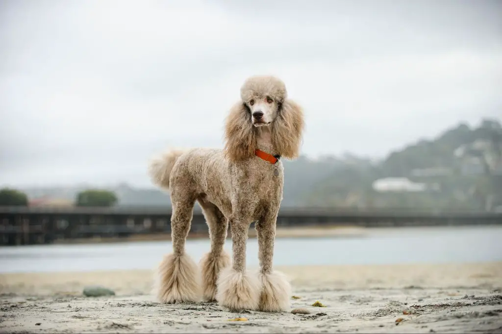 poodles are highly trainable dogs that excel at obedience and other canine sports
