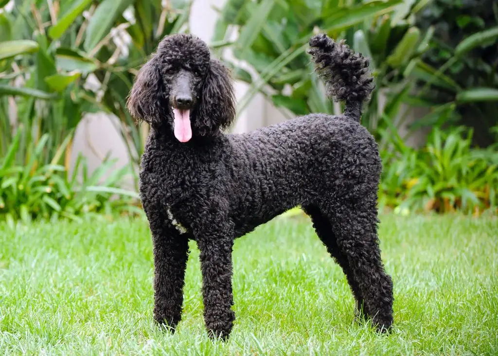poodles are known for their distinctive hypoallergenic coats and elegant appearance