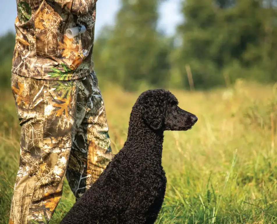 poodles' curly coats aided their ability to retrieve waterfowl as hunting dogs