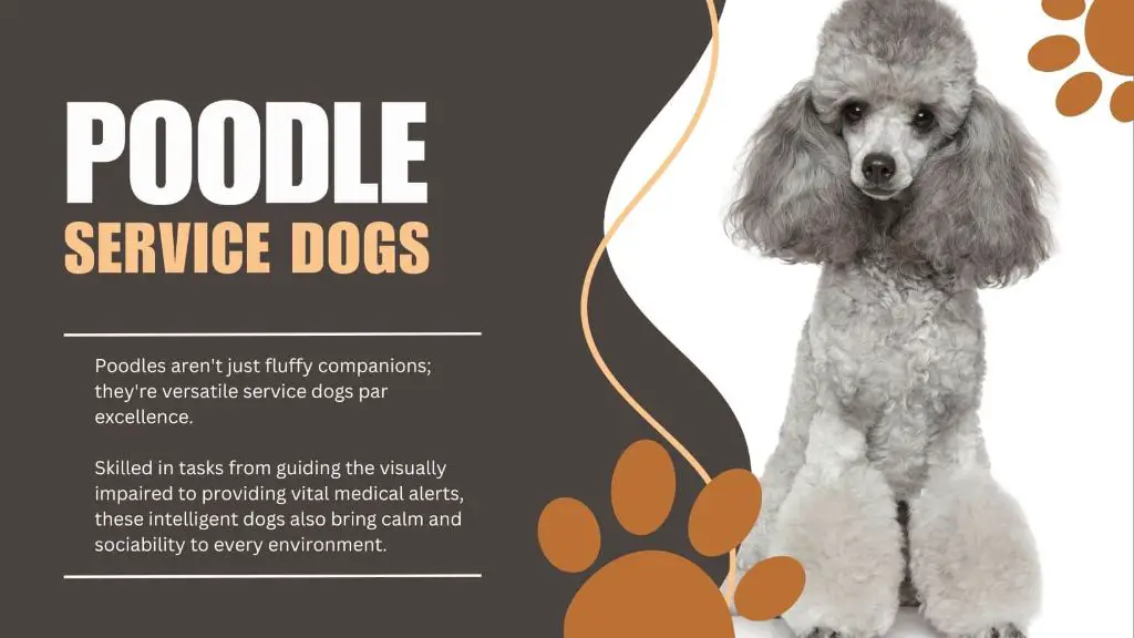 poodles' intelligence makes them well-suited for service dog roles