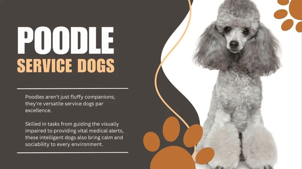 poodles intelligent and versatile service dogs