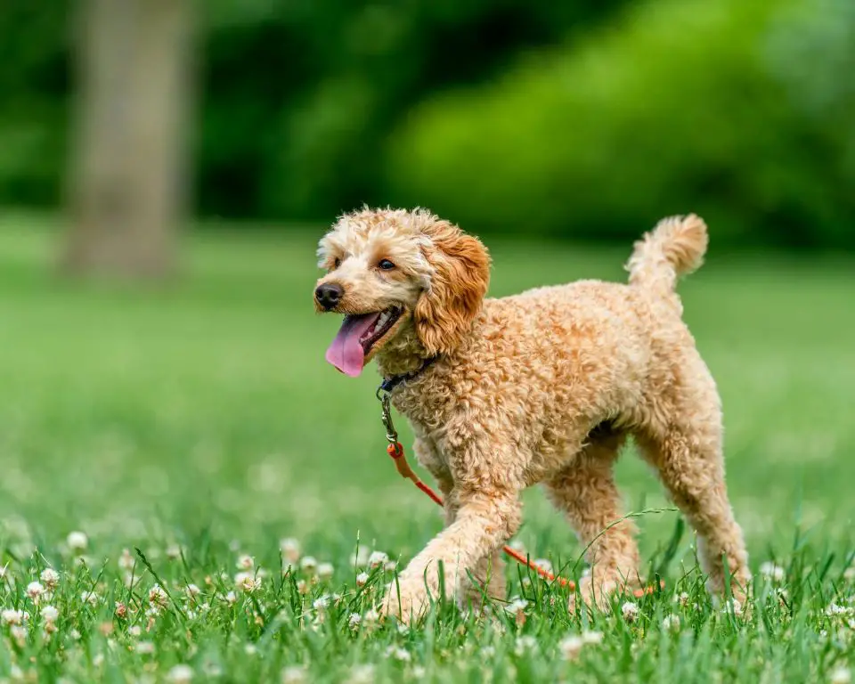 poodles need daily exercise to prevent destructive behaviors resulting from pent-up energy