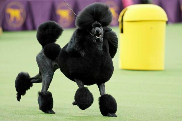 poodles rank among the most popular breeds in the us and worldwide