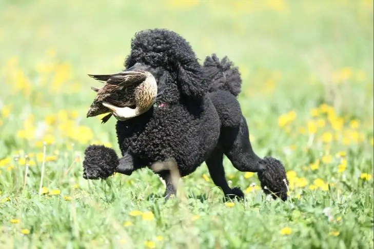 poodles were originally bred as hunting dogs and retrievers, using their intelligence and curly coats to aid hunters