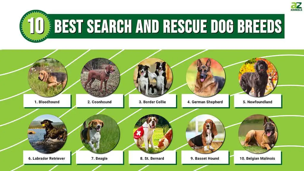 popular breeds for sar dogs