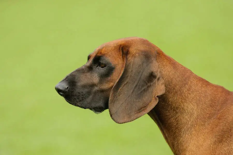 popular breeds used for tracking deer include bloodhounds, bavarian mountain dogs, and rhodesian ridgebacks.