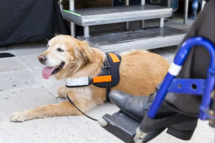 popular service dog breeds: golden retrievers, labs, poodles