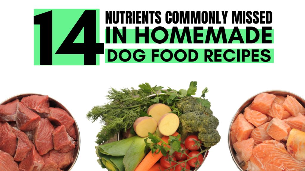 potential nutrient gaps in homemade dog food