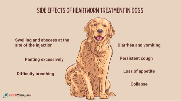 potential side effects of zofran in dogs include gastrointestinal issues, headache, and drowsiness in some cases