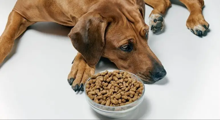 pouring fish oil over dry dog food in a bowl