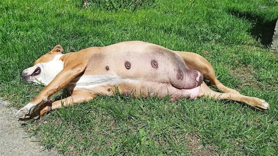 pregnant dog with swollen mammary glands and vulva