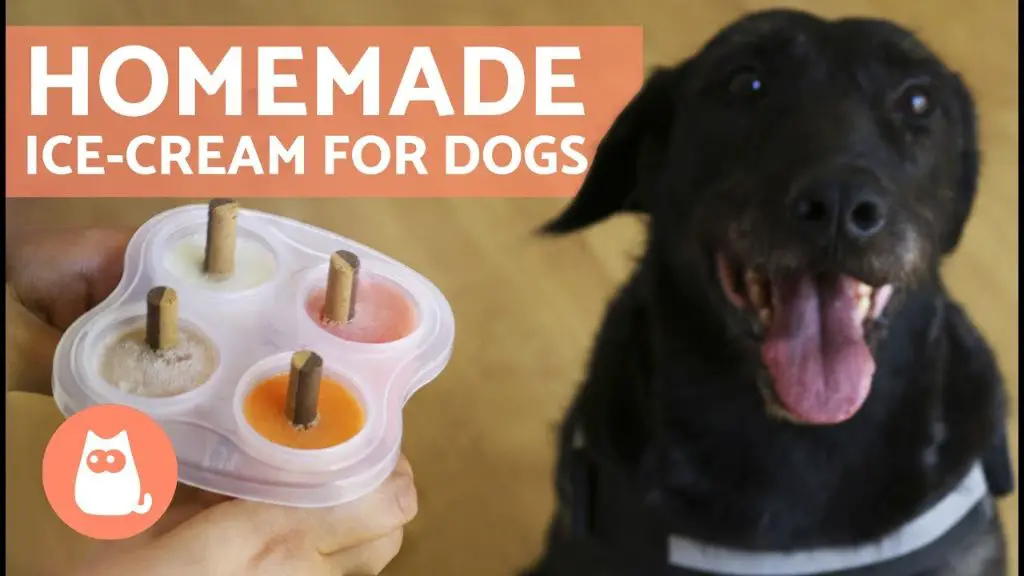 preparing homemade dog ice cream