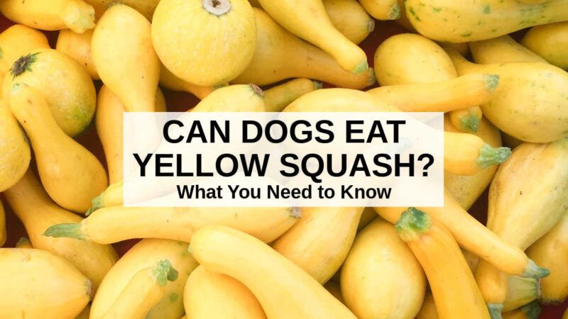 preparing yellow squash for dogs