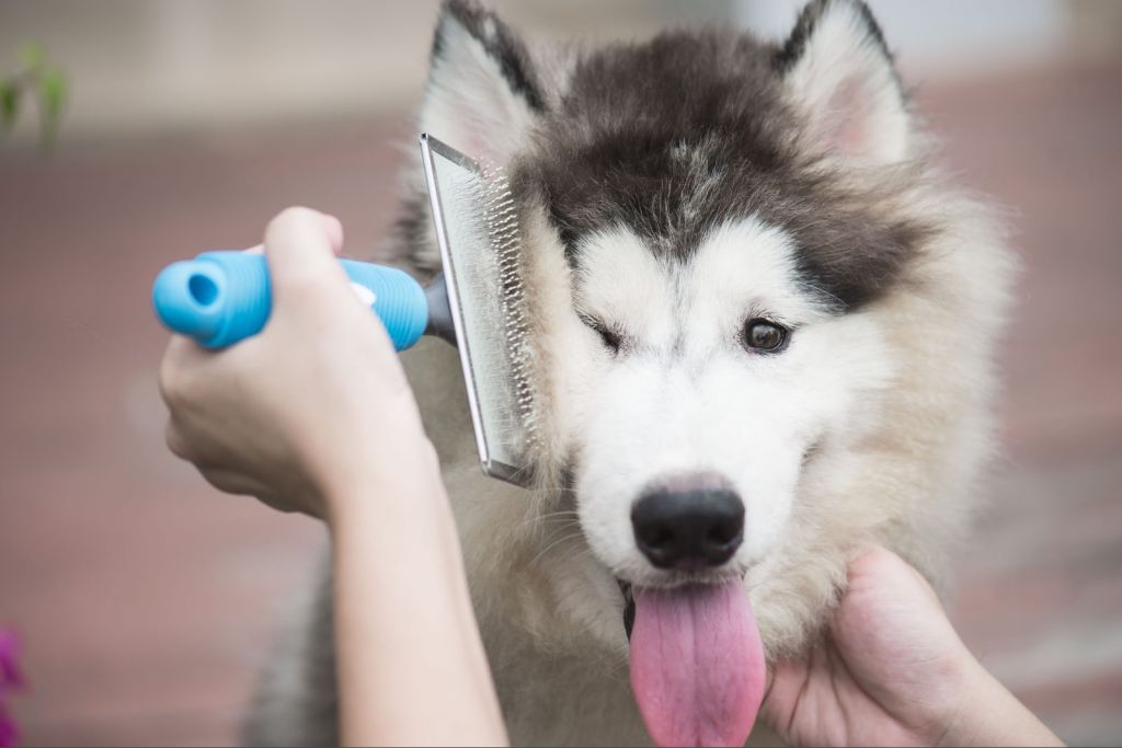 prevent matts through regular brushing and grooming