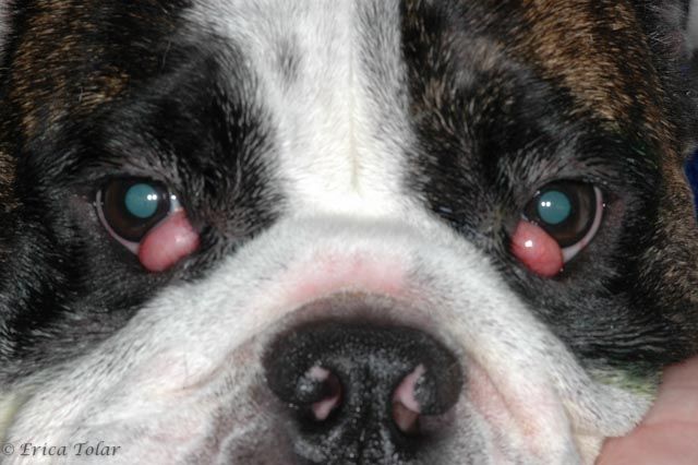 preventing bulldog eye issues