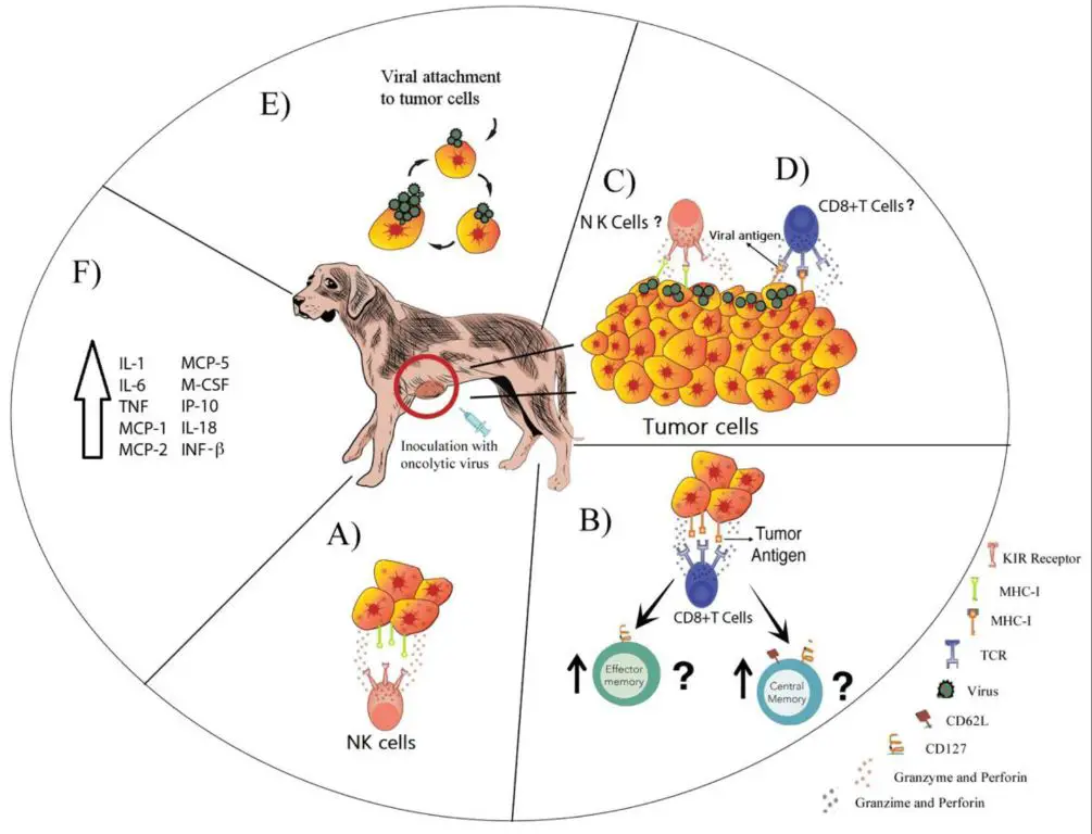 preventing cancer transmission